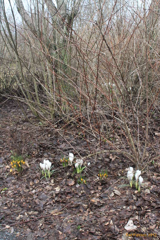 Here comes spring