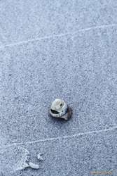 Shell on the beach
