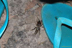 Cricket Nymph
