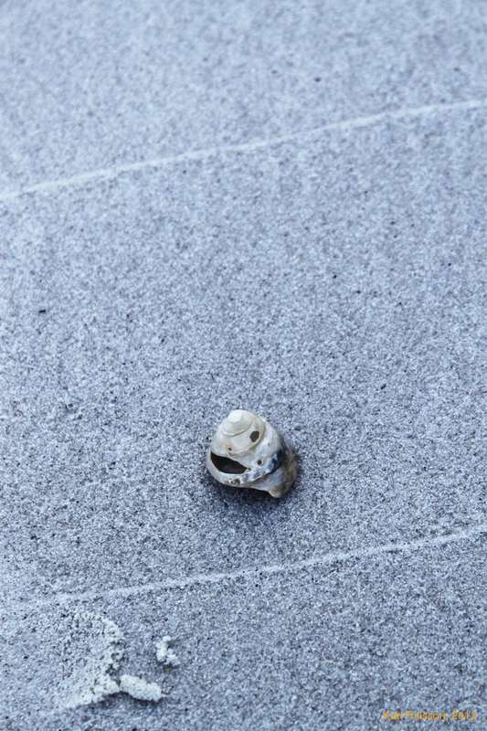 Shell on the beach