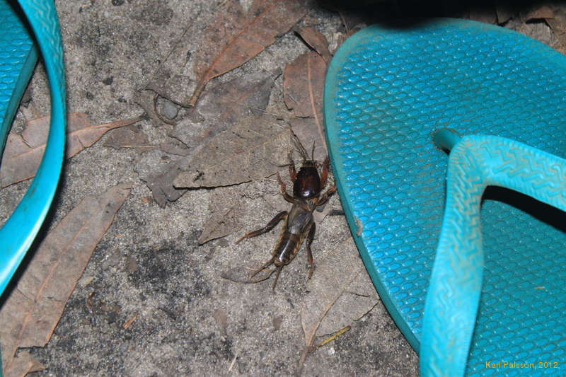 Cricket Nymph