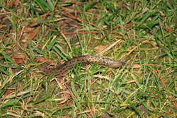 Spotty slug!