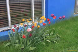 Tulips left