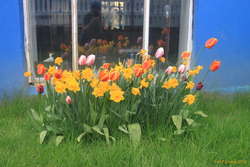 Tulips right