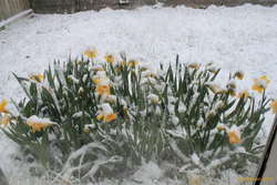 Late snow, again