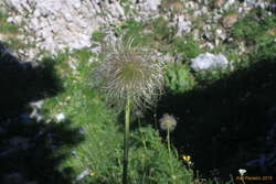 Cool flowers