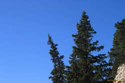 Lots of pine cones