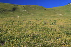 Endless wildflowers