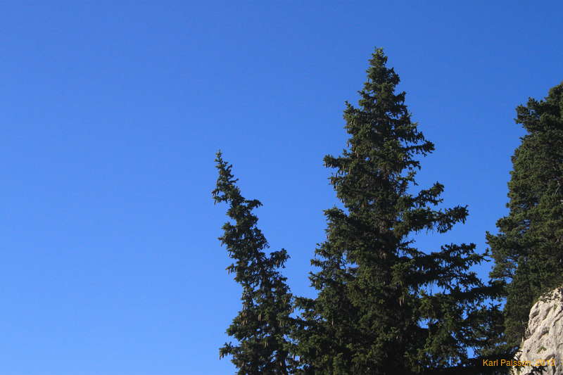 Lots of pine cones
