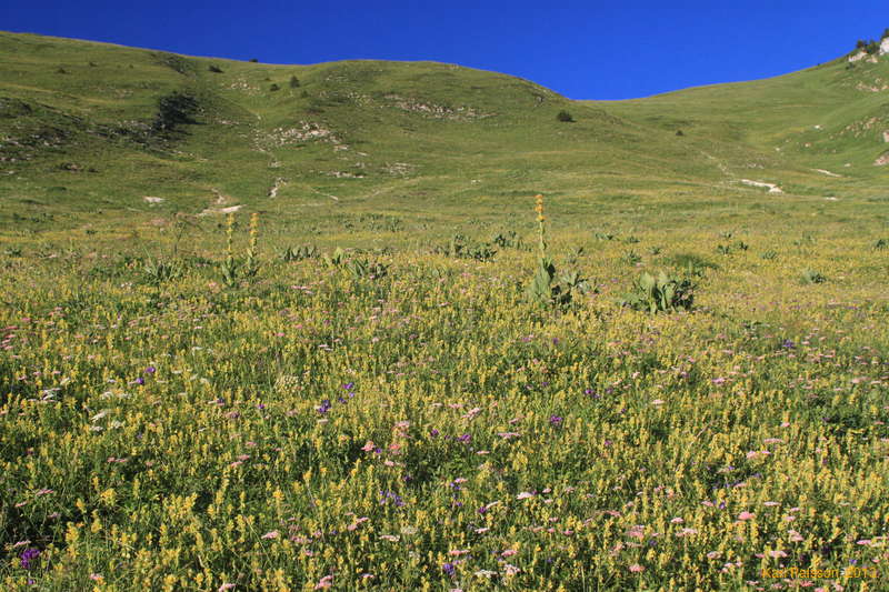 Endless wildflowers