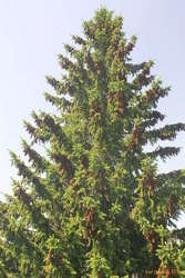 Pine cones
