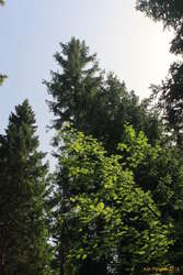 Mixed light