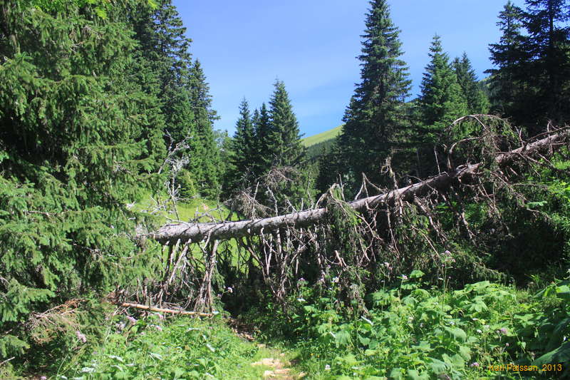 Trees!
