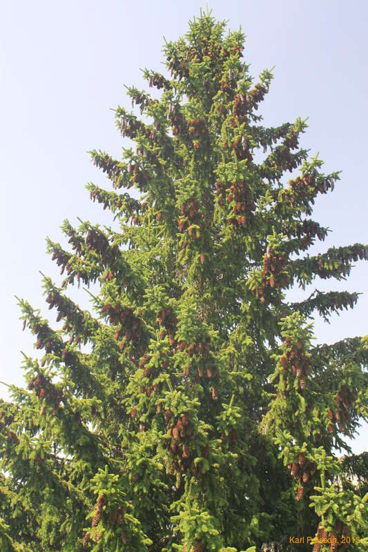 Pine cones