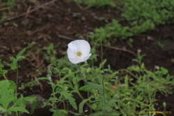 Poppies!