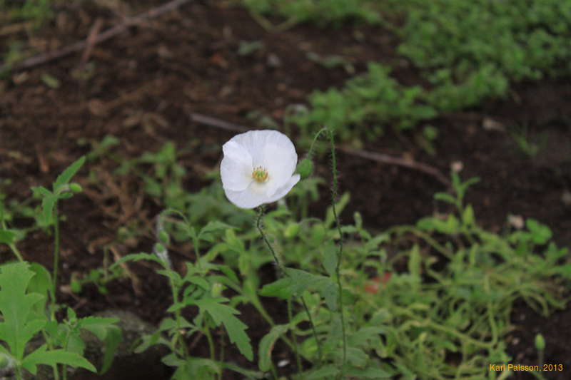 Poppies!
