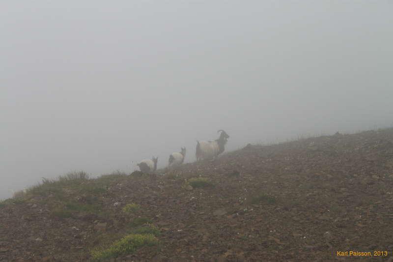 Goats!
