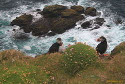 Puffin'o'clock