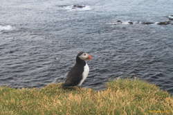 Puffintime