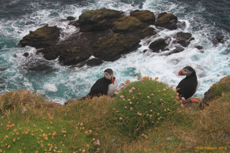 Puffin'o'clock