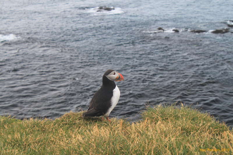 Puffintime
