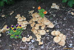Mushrooms at Skrúður