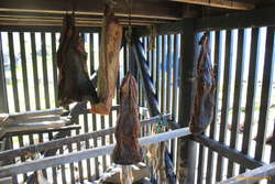 Shark curing