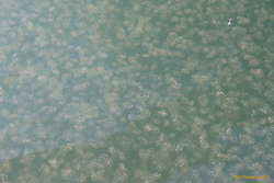 Jellyfish...