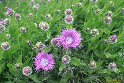 Pretty flowers