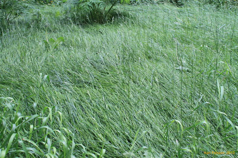 Cool grass patterns