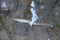 Wood in the rock?