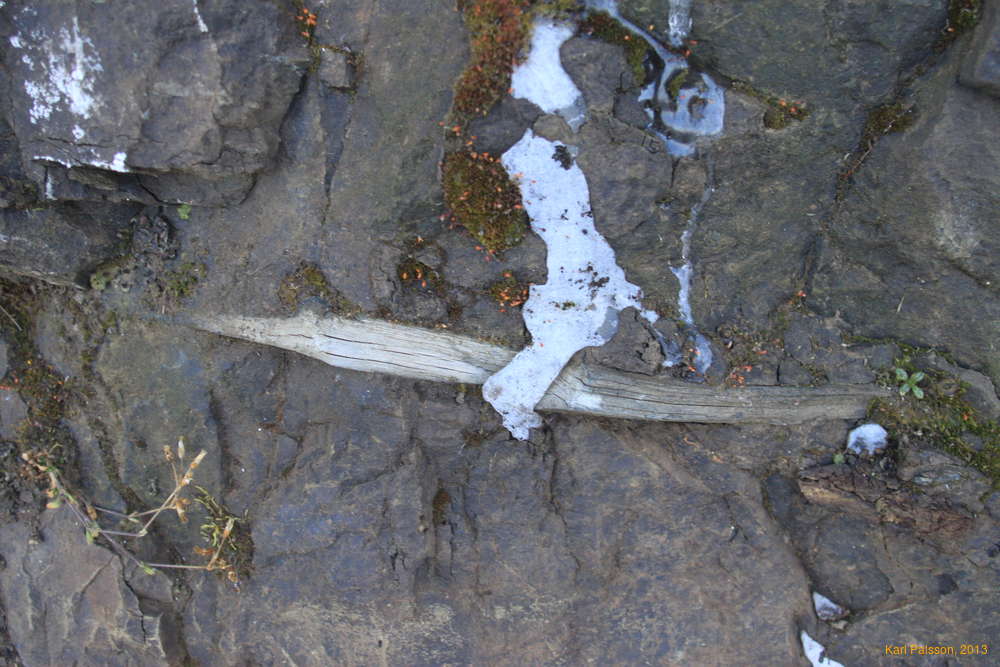 Wood in the rock?