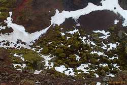 Mossy rocks