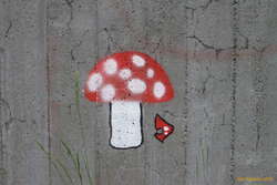 Mushrooms!