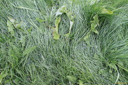 Wet grass