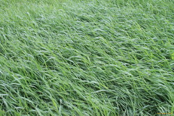 Wet grass