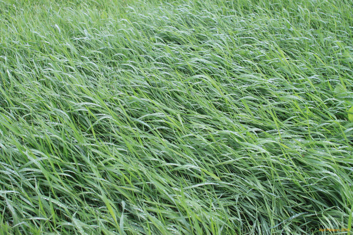 Wet grass
