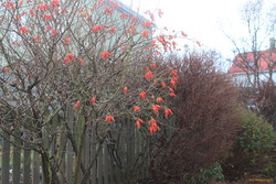 'Rose' bush fruits