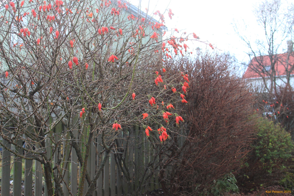 'Rose' bush fruits