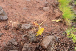 Bad moonwort photo
