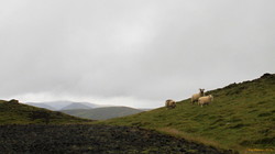 Sheepy