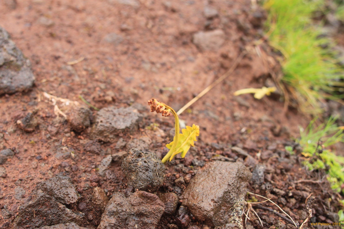 Bad moonwort photo