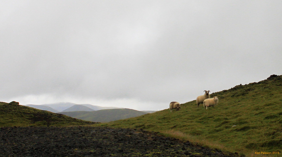 Sheepy