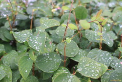 Wet leaves