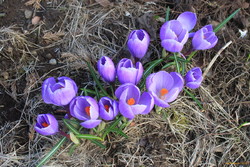 Spring flowers