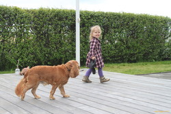 Walking Gosi